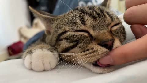 Cute cat sucks ring finger while sleeping in bed