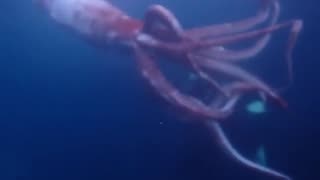 EXTREMELY RARE Footage of a living Giant Squid captured by divers 2023