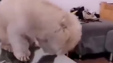 amazing dog video
