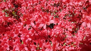 Red Flowers