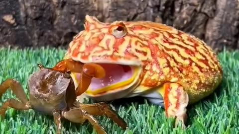 Frog attack