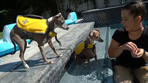 Teaching My Dogs How To Swim