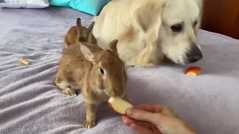 Can Golden Retriever eat in the company of rabbits? - Cute Pets Video