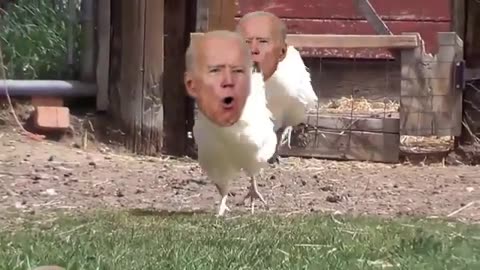 Biden Chicken