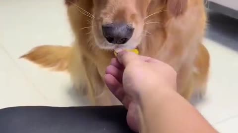 Dogs take medicine_ try Bailing 🤣