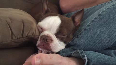 Boston Terrier does his best "old man" impression