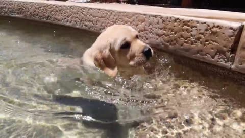 Teaching Labrador puppies how to swim!
