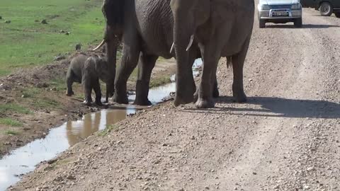 Too cute. This baby elephant is trying to cross the stream