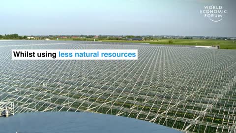 Farmers in the Netherlands are growing more food using less resources _ Pioneers for Our Planet