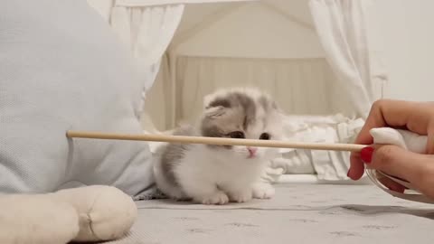 Cat trainer video with cute cat