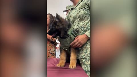 Turkey gifts Mexico a new puppy after search and rescue dog dies