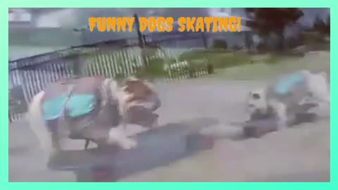 Funny dogs skating - Dog Training