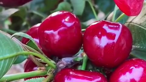What are benefits of cherries?