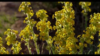 Time lapse of the American southwest nature