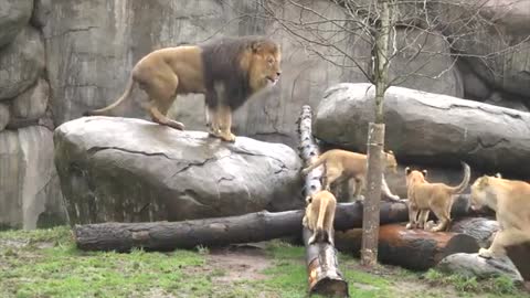 Lion cubs meet dad