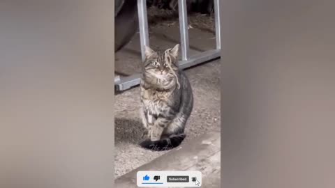 Funny animal video