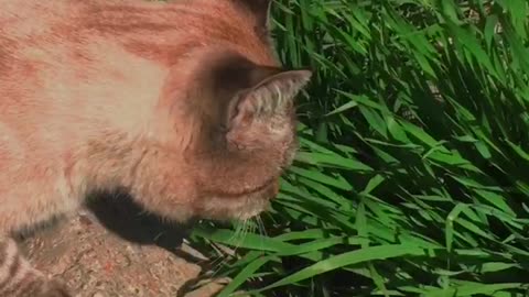 Omg! cat eating grass