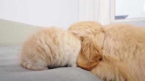 Kitten Becomes Madly Obsessed With Golden Retrieve