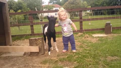 newborn miniature shetland foal gets friendly with young children!