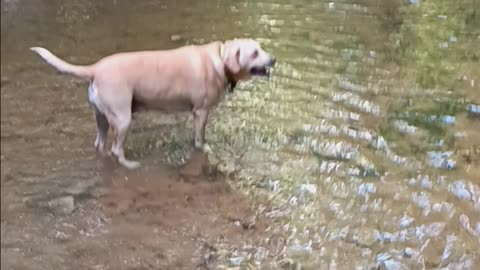 Lost my Biscuit in a creek