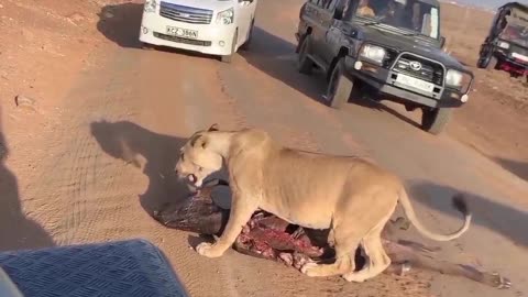 Lunch is served.... Lion drag meat
