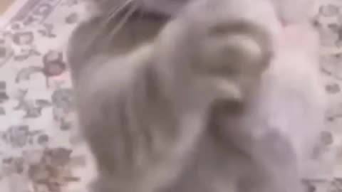Funniest video fanny cat video