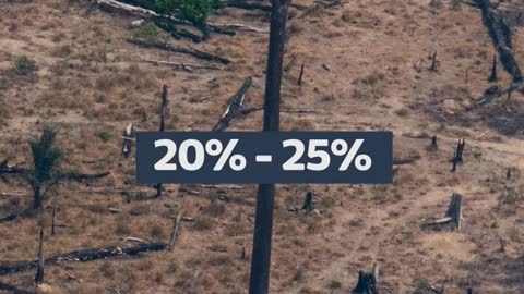 Could Brazil's election result save the rainforest? | ITV News
