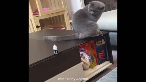 Cat Funny video part2