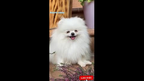 Dogs funny video 🤣