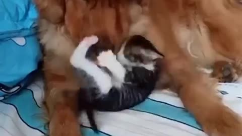 Cat and dog relationship funny