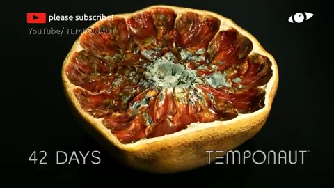 Grapefruit TimeLapse