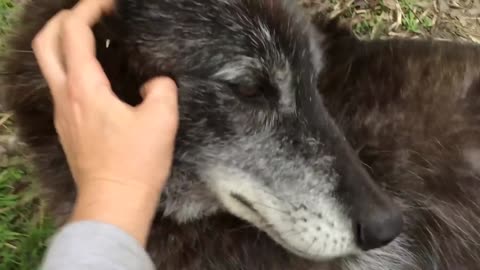 A very happy wolf
