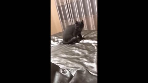 Funny animal videos - Funny cats/dogs