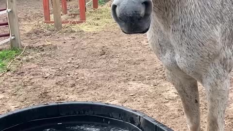 Silver the Horse Chomps Water