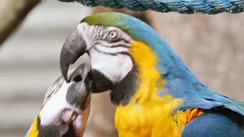 parrots : moments of intimacy