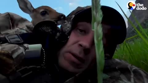 Injured Fawn Deer In Rocky Mountains Gets Adopted | The Dodo Faith = Restored