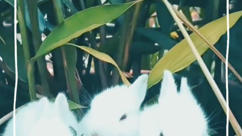 Very cute rabbits