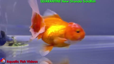 Quarantine New Oranda Goldfish