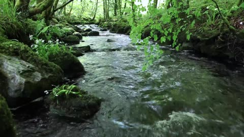 Nature Sounds of a Forest River & Birds