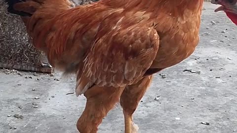 Aseel Pakistani Rooster | Need Help from Rooster Expert