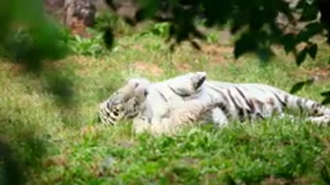 Baby Animals - Let You Relax With These Lovely Moments With Relaxing Music