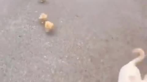 DUCKLING RUNNING BEHIND A PUPPY ! 😳