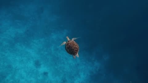 Lonely sea turtle swimming in wild in its natural habitat in crystal blue water on Bali island