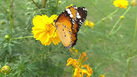 Wonderful view of the butterfly waw