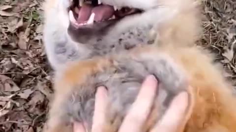 Fox laugh 😹 - Funny animal moment