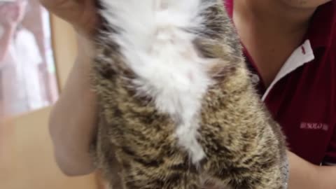 A cat loses hair in his lower flanks, belly, tail and in between his shoulders - Part 1