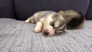 The Cutest Husky Puppies! My Dogs Are Afraid of Puppies