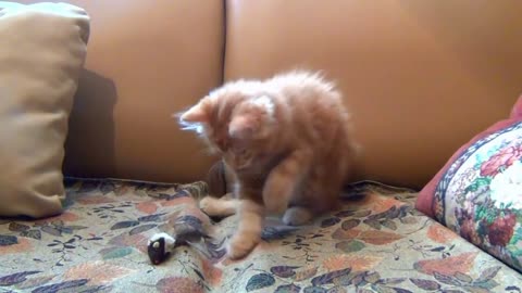 Little Kitten Playing His Toy Mouse on sofa
