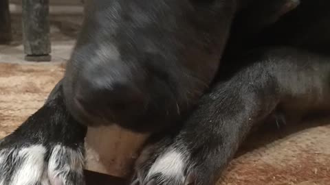 How a dog eats bones