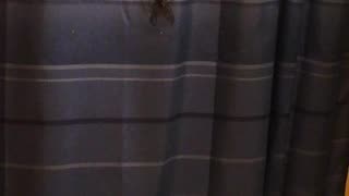 This is a 2 part video. BIG ASS SPIDER!!!!